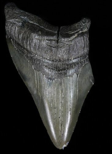 Partial, Serrated, Megalodon Tooth - Georgia #56722
